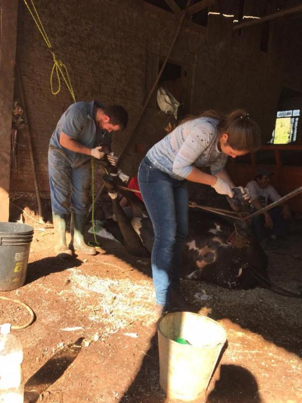 Secretaria de Agricultura de Nova Laranjeiras , realizou o Curso de Casqueamento de bovinos de leite